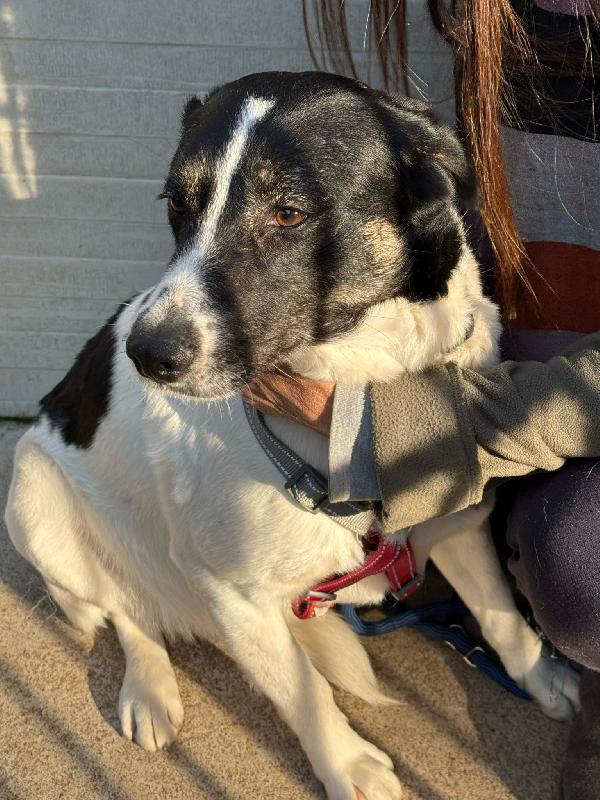 Cookie_Splendida Meticcia